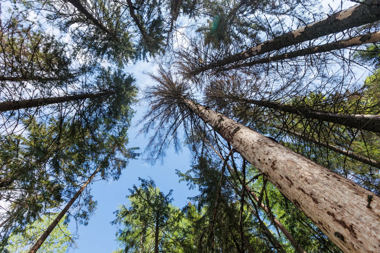 Kooreüraskitest kahjustatud kuused, mis on määratud hukule. Pilt on tehtud Võrumaal 17. mail 2023.