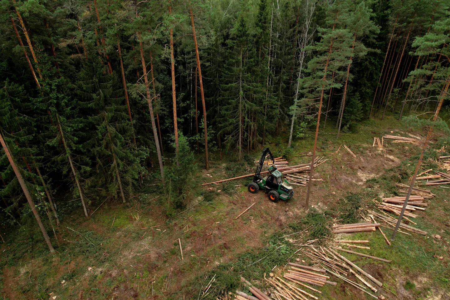 Вырубка леса. Иллюстративное фото.