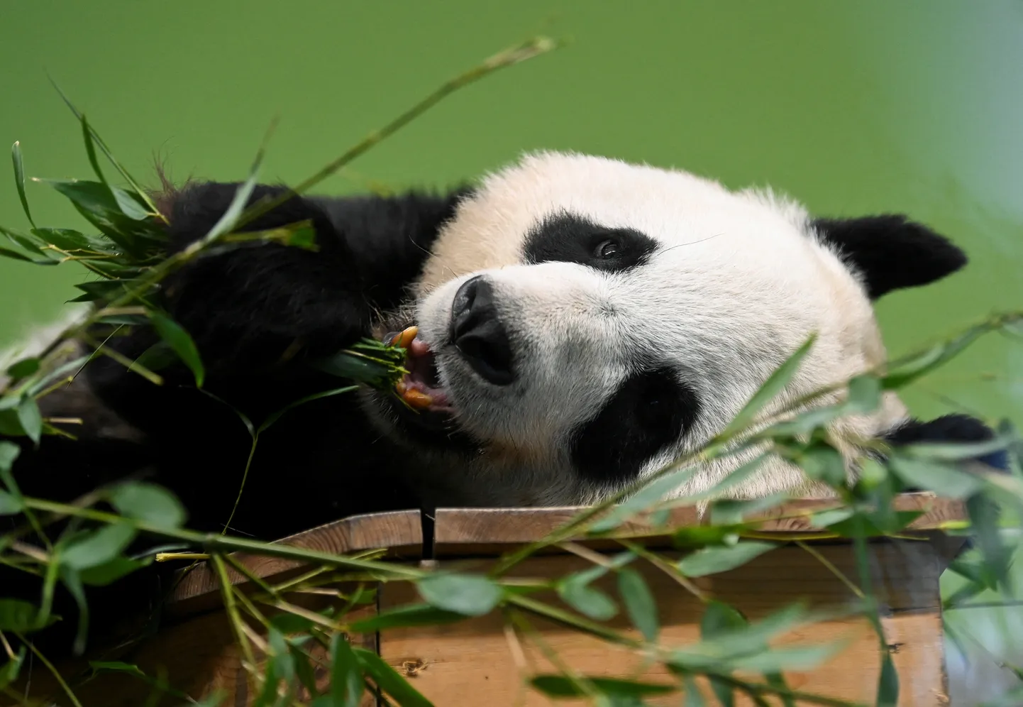 Hiidpanda Tian Tian Edinburghi loomaaias.