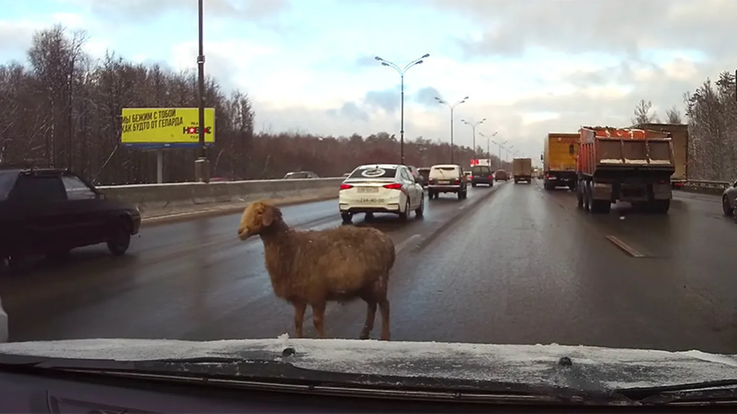 Овечка на МКАД.