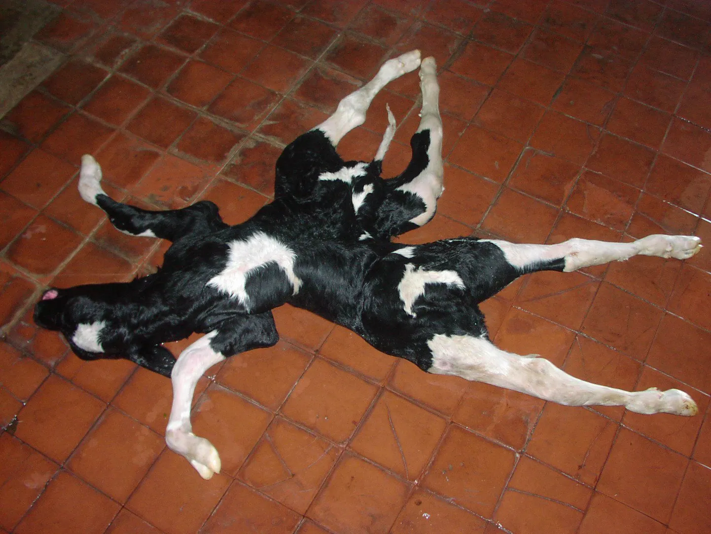 Этот теленок с шестью ногами и двумя хвостами родился в июне 2006 года в Эстонии в Рапламаа.