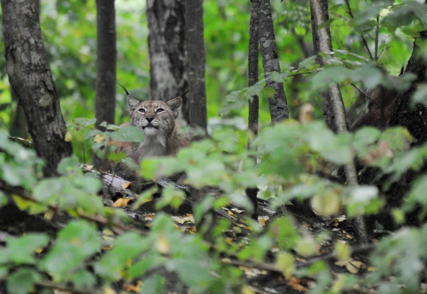 Ilves Elistvere loomapargis.
