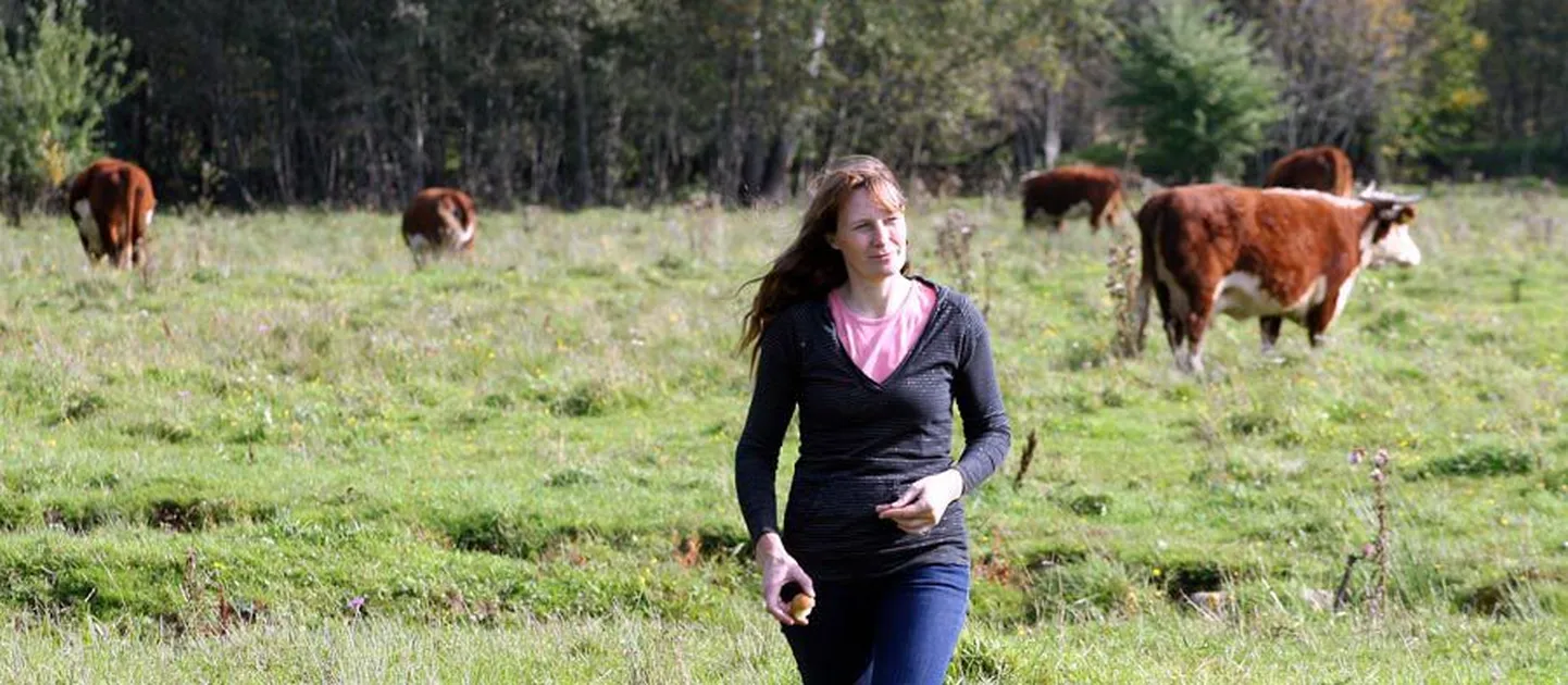 Saariku talus on herefordi veiseid kasvatatud 20 aastat. Alustati kolme loomaga, aga praeguseks on neid pererahva ütlemist mööda alla saja.