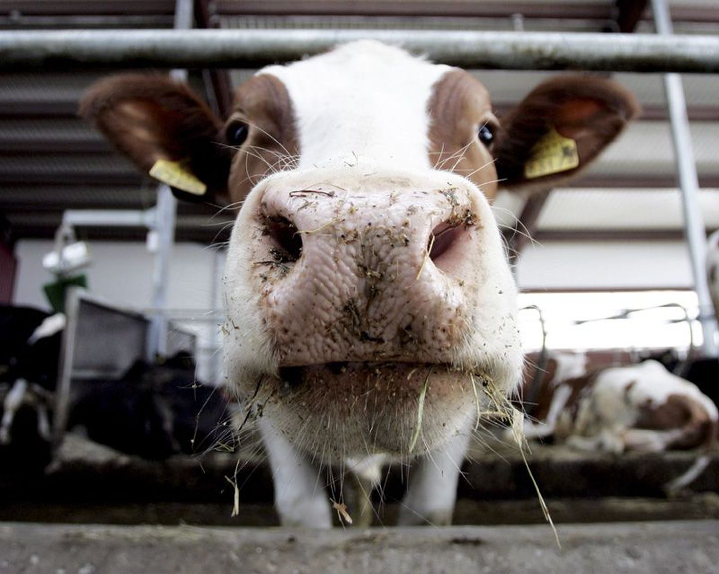Lehmad tahavad lüpsmist, ka see kahe aasta eest avatud Roela Suurtalu Rasivere robotfarmi vissi.
