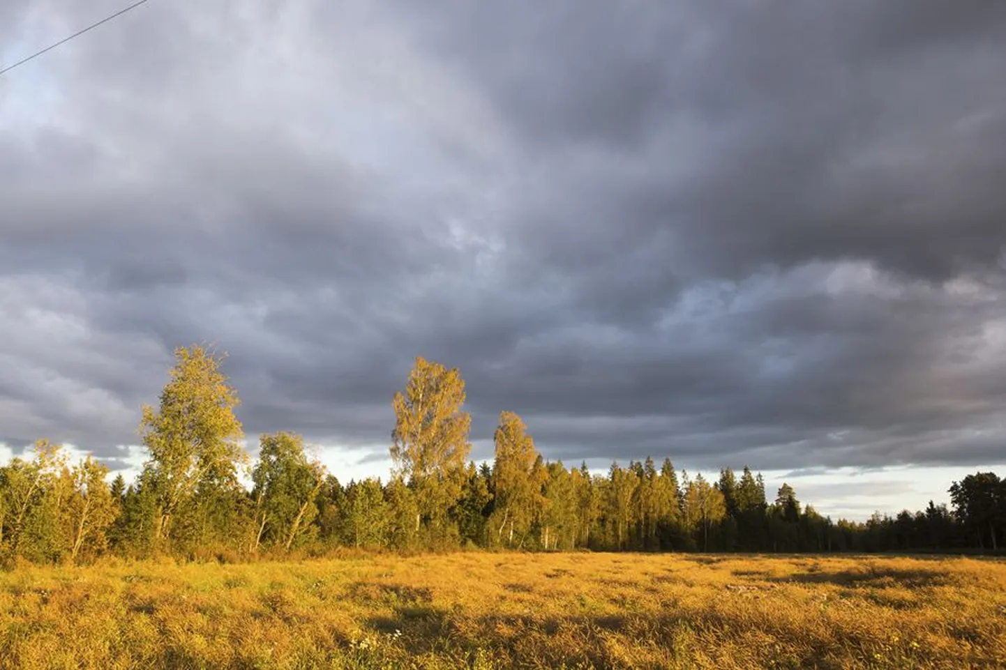 Oktoobri lõpul salakütte jahtima läinud keskkonnainspektorid leidsid Kibeküla kandis põllu piirilt mumifitseerunud surnukeha. Riided andsid märku, et tegemist võis olla noorepoolse naisega.