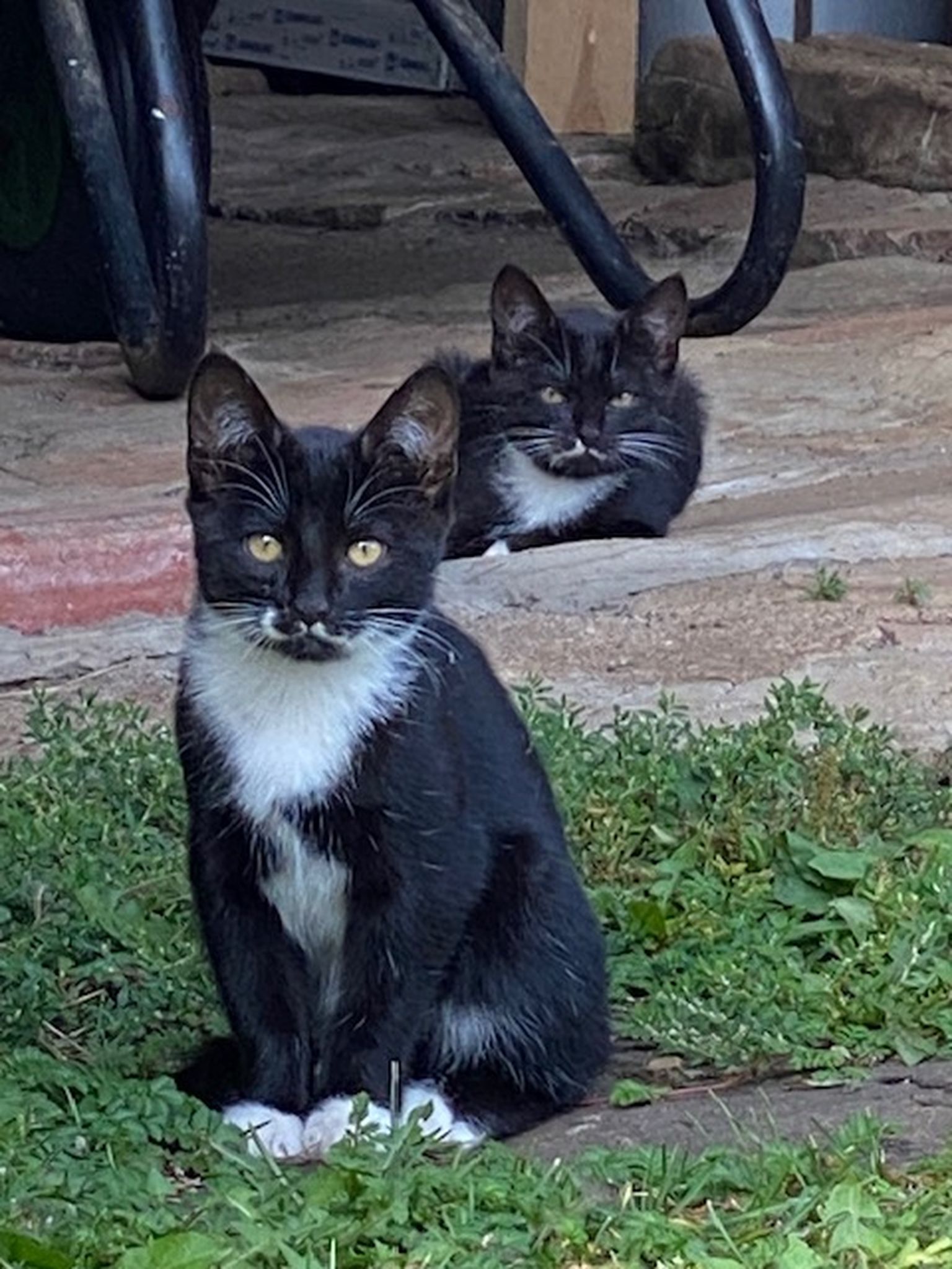 Kodu ootavad kaks musta-valgekirjut kassi.