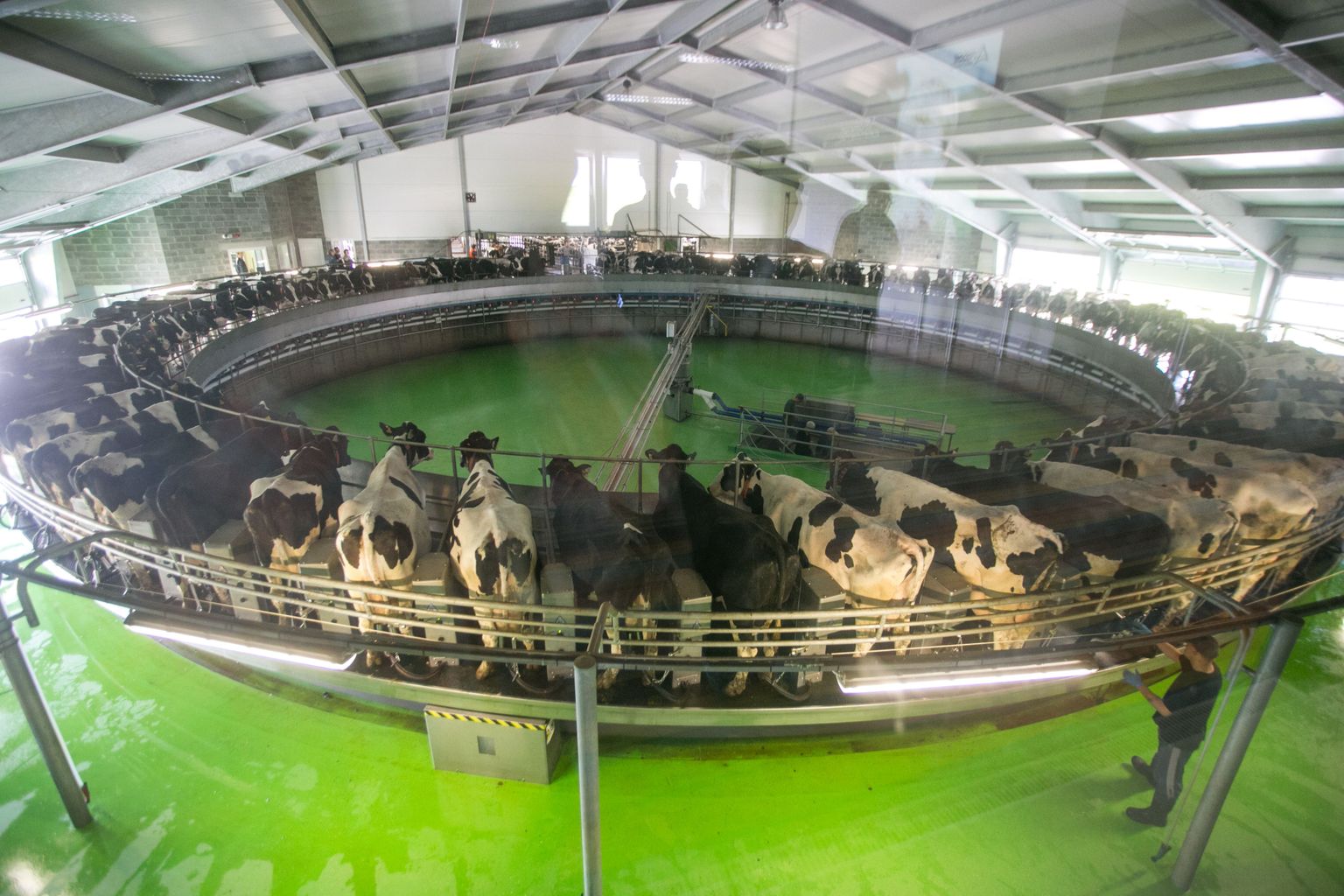 Lõõla farmikompleksi lüpsikarussell suudab ära lüpsta 3300 lehma.
