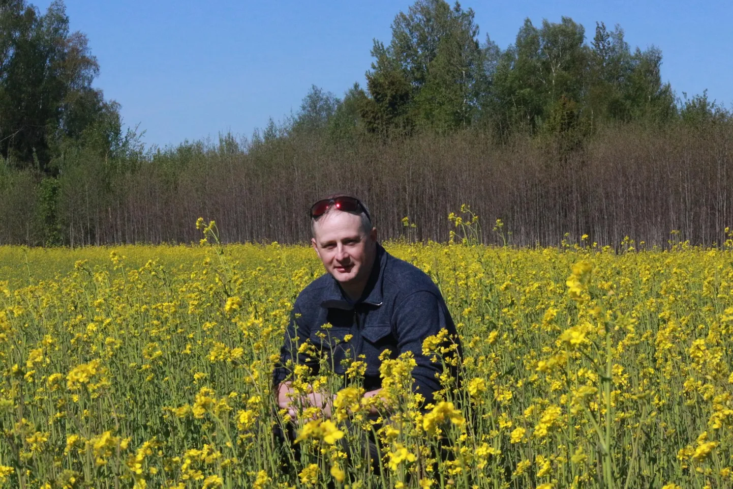 Vainu Agro OÜ peremees Kristo Frei tõdeb oma maherüpsipõllul, et soe aprillikuu meeldis kahjuritele väga. Kui rüpsi kannatab ka mahedalt kasvatada, siis rapsikasvatus mahedana on pigem putukate toitmine.