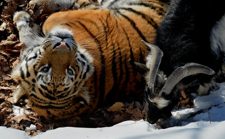 Amur ja Timur Primorje safaripargis.