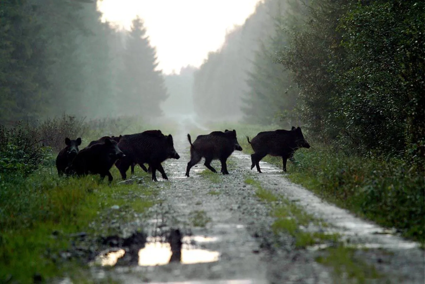 Tagantjärele on Viljandimaa jahimeeste hinnangul raske öelda, kas koertega jahi keelamine oli õigustatud, kuid kindel on see, et taudi levikut pole see takistanud.