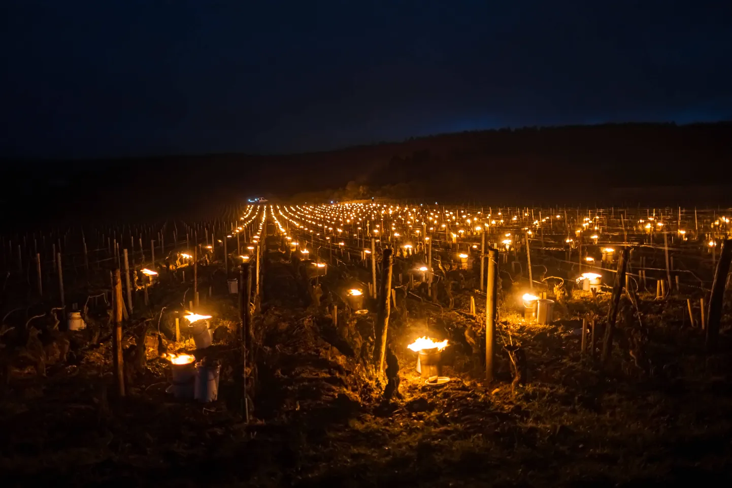 Burgundias süüdati viinamarjaistanduses kaitseks külma vastu küünlad.