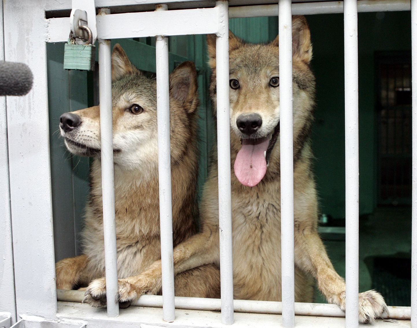 Snuwolf (vasakul) ja Snuwolffy