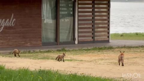 VIDEO ⟩ Viljandi järve ääres jalutas rebasepere: hoidsid alguses rannakohviku juures varju