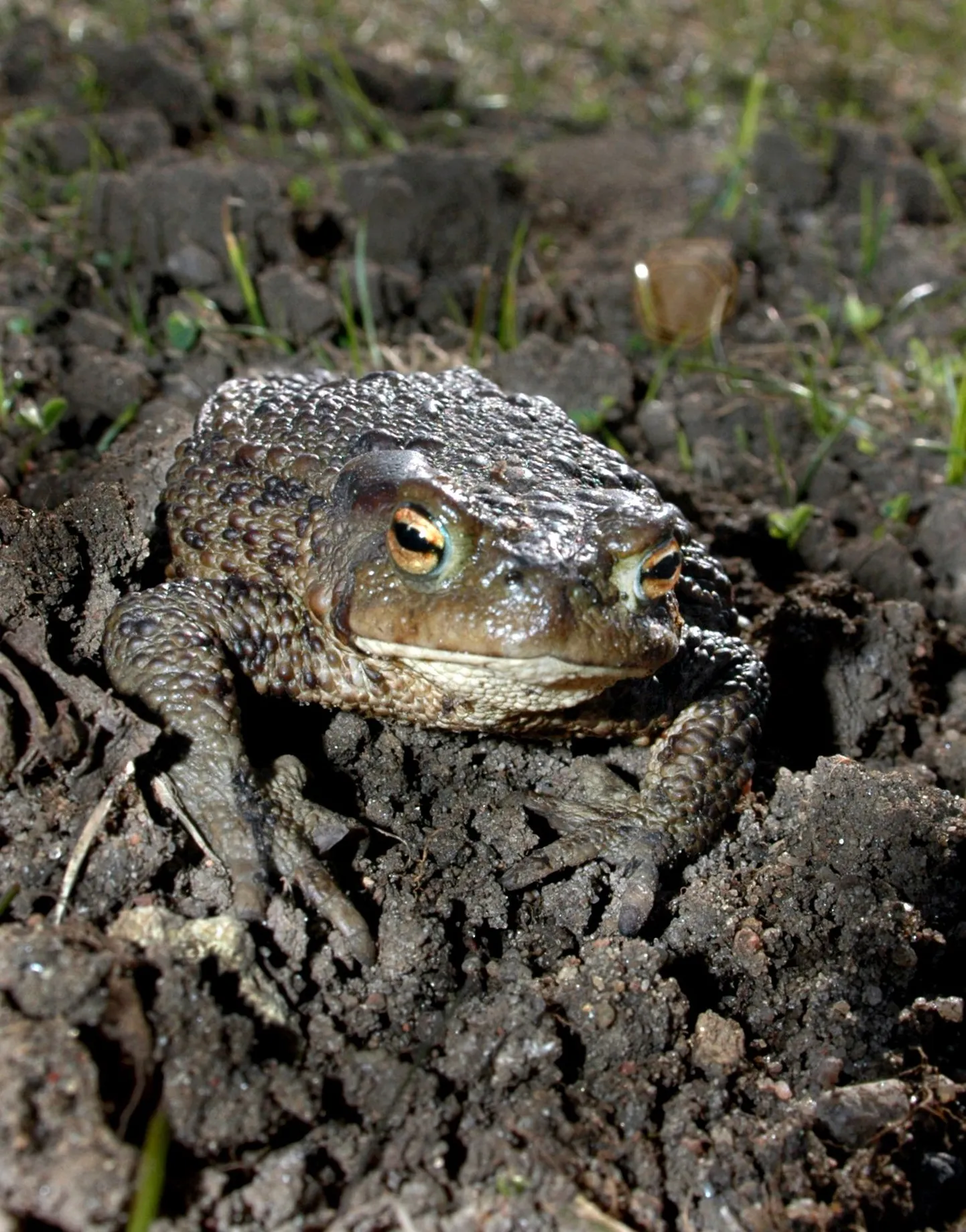 Жаба обыкновенная (Bufo bufo).