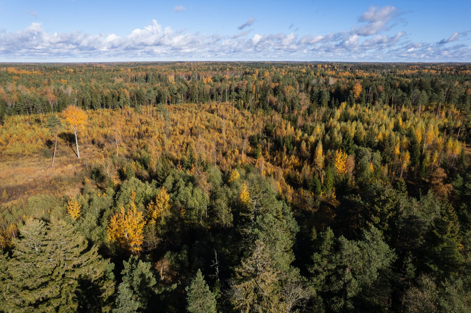 Metsaettevõtja Margo Visnu metsamaast võõrandati Rail Baltica trassi koridori tarbeks maad.