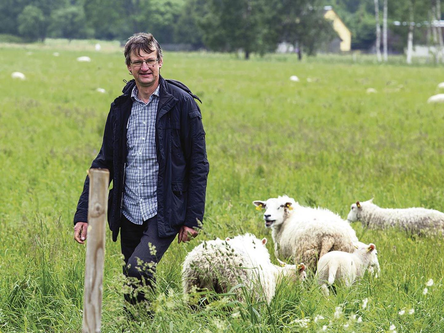 "Pean lambaid hoidma kodu lähedal koplis, selle asemel et nad rannakarjamaad madalmuruseks näriksid, sest šaakalite kahjud ületavad igasuguse piiri," ütleb Tautsi talu peremees Urmas Aava.