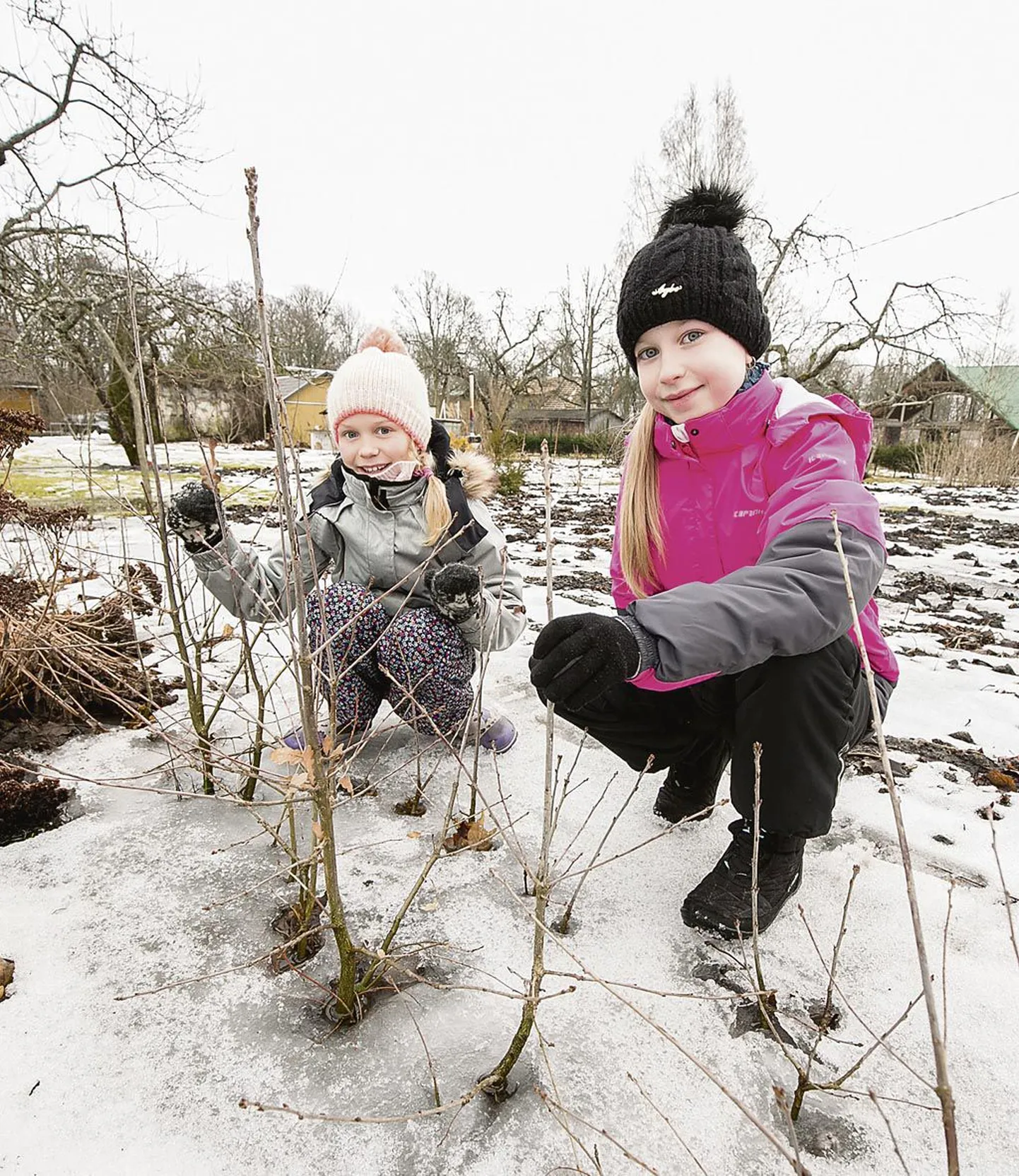 Pärnu vabakooli tammede kasvamist käivad vaatamas Kati Niibo tütar Paula Kütt (paremal) sõbranna Lisette Merelaiuga.