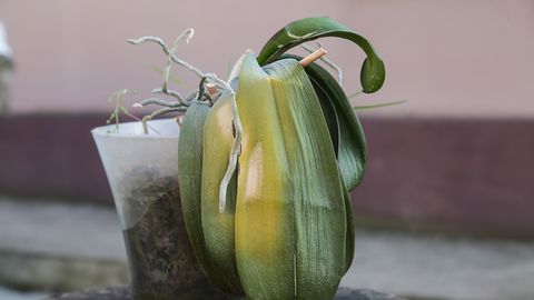 Tüüpviga, mille tõttu orhideed talvel surevad