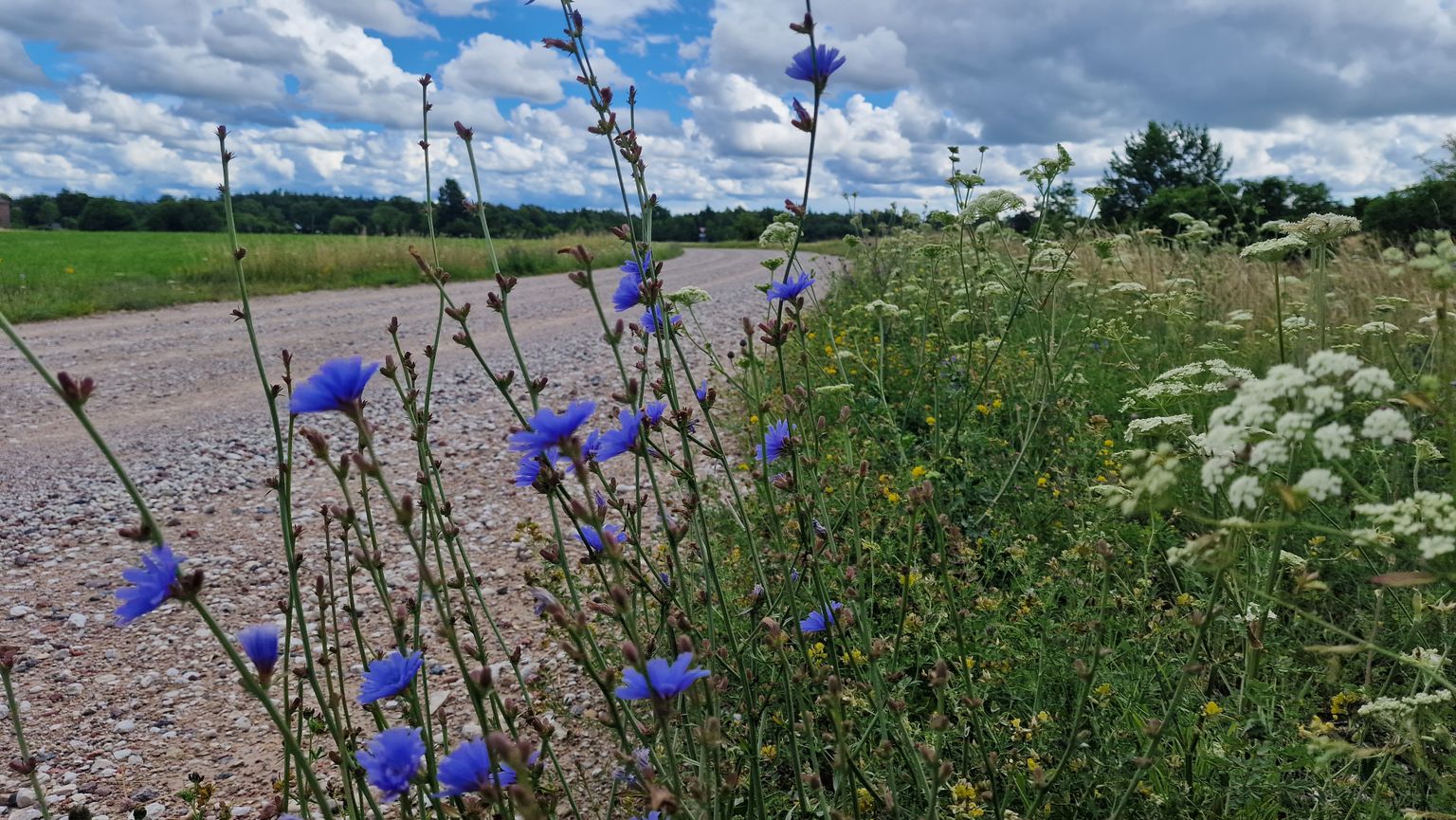 Lillelised Saaremaa teeääred