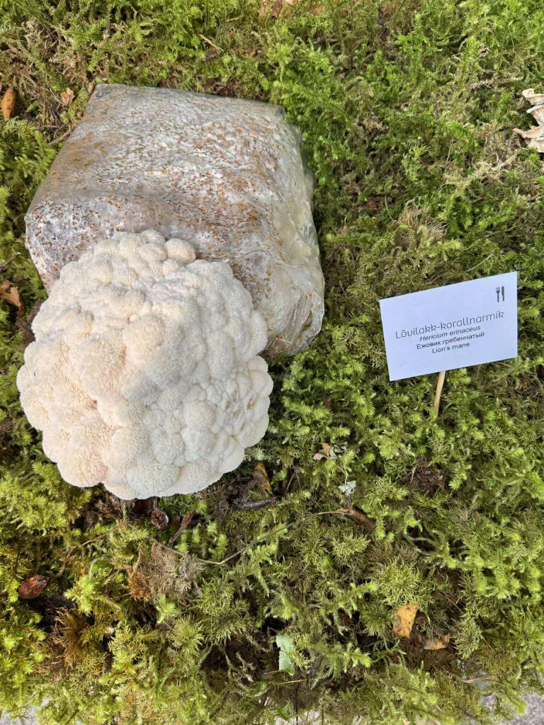 Ежовик гребенчатый.