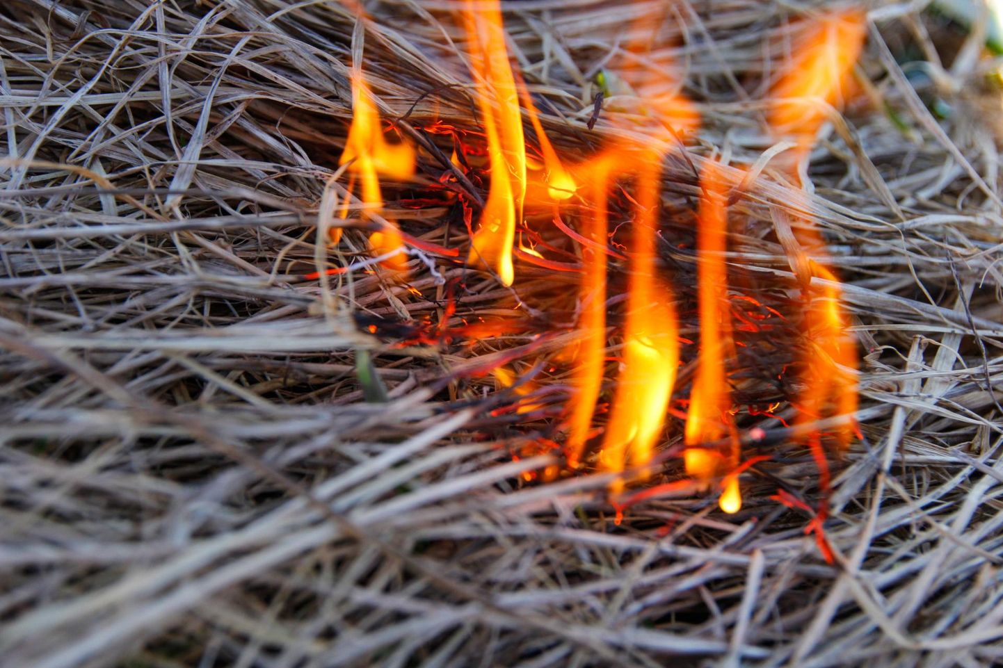 Häädemeeste vallas Soometsa külla läks metsatöödel mahasõidetud elektrikaabli tõttu põlema kulu.