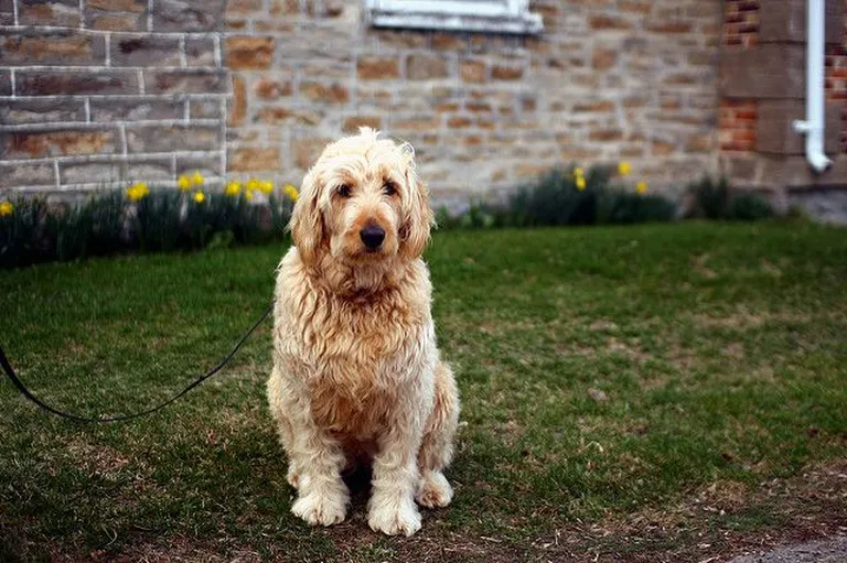 Täiskasvanu goldendoodle.
