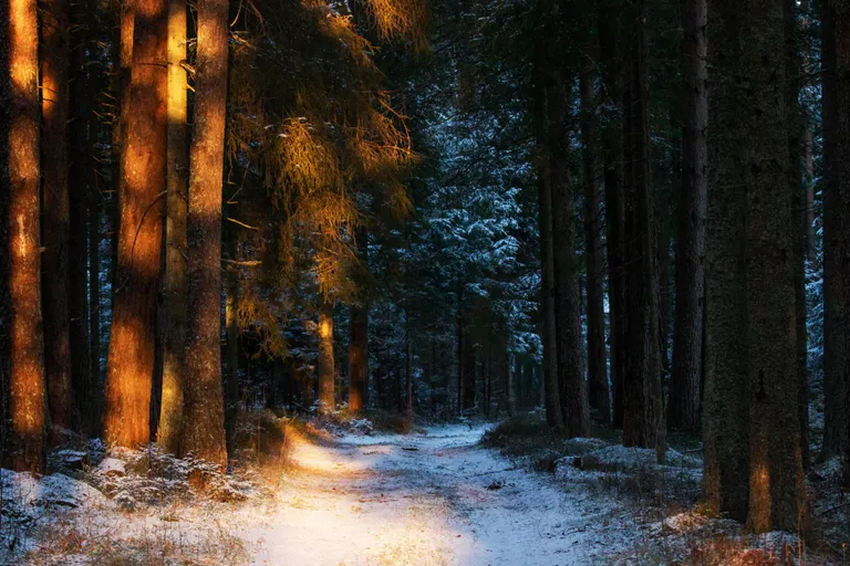 Metsatee päikeseloojangus Kurgjal.