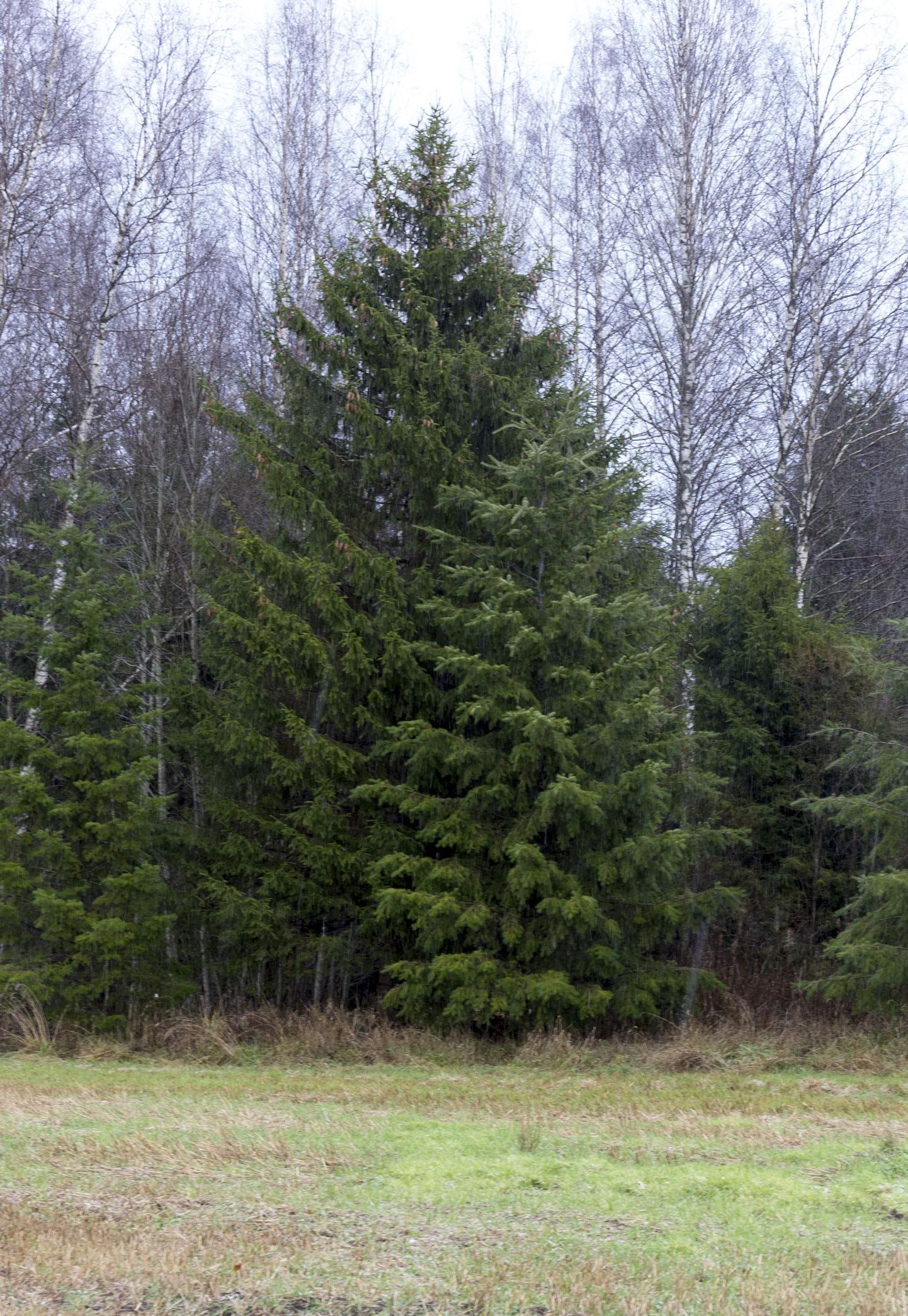Viljandi jõulupuu on kasvanud teistest kuuskedest kõrgemaks ja kaunimaks.
