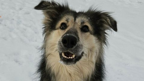 Skandaali sattunud varjupaiga koera uus perenaine: mulle ei mahtunud pähe, kuidas keegi saab looma niimoodi hüljata