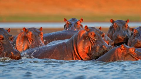 Kolumbijā nokaus vairākus desmitus Eskobara nīlzirgu pēcteču