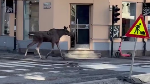 Oslo centrā nošauts iemaldījies alnis