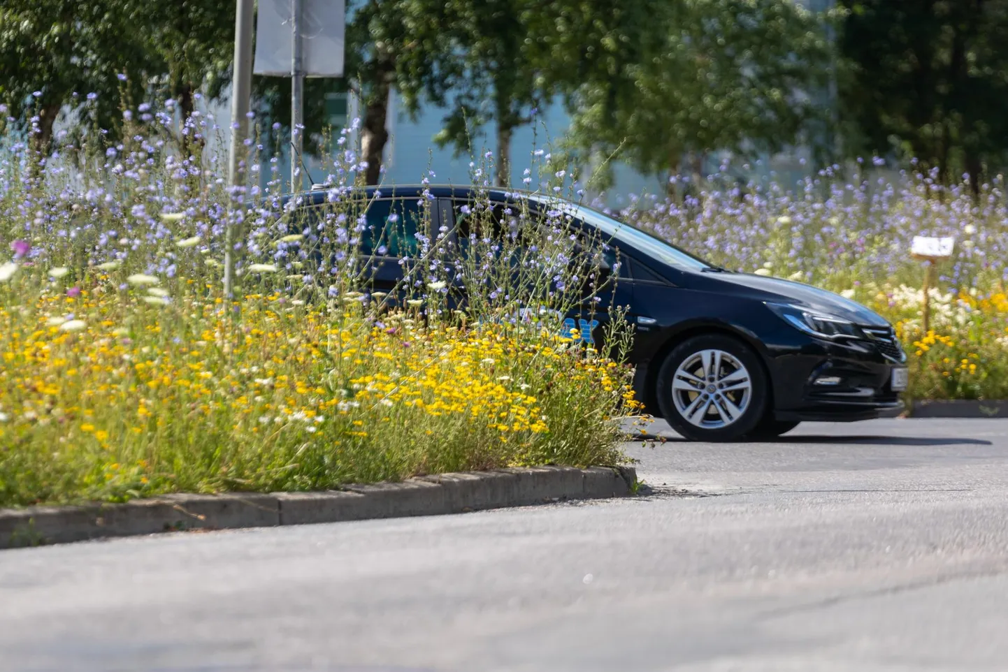 Isemajandav lilleniit varjab autojuhtide sõnul vaatevälja.