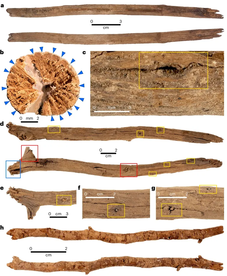 Kaevamised paljastasid kaks puidust kaigast, mis on mõlemad valmistatud casuarina puust ja mida on kasutatud rituaalipaikades. Puujupid olid määritud looma- või inimrasvaga ja neid põletati lõkkes lühikest aega.