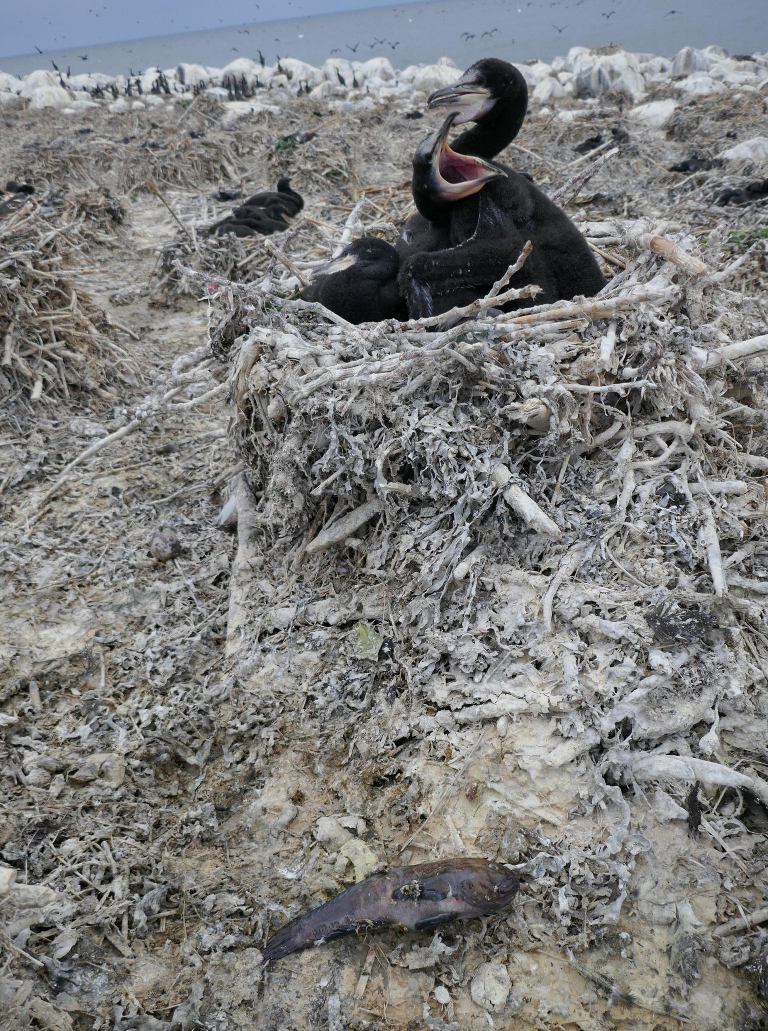 Tänavu Anõlaiul pildile jäädvustatud pärismaine liik kormoran toidab tibusid suuresti võõrliigi ümarmudilaga.