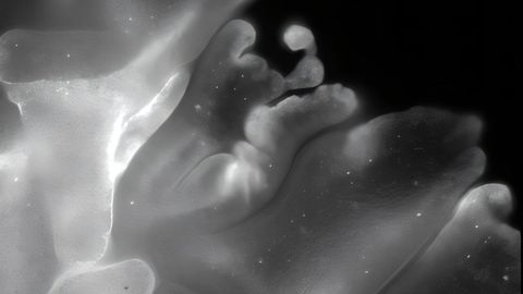 Vaat mis kummaline mereelukas see on – nagu elav origami