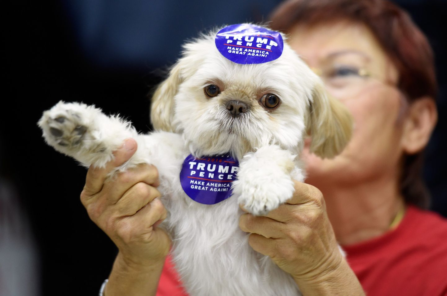 Trumpi kampaaniakleepsudega koer.