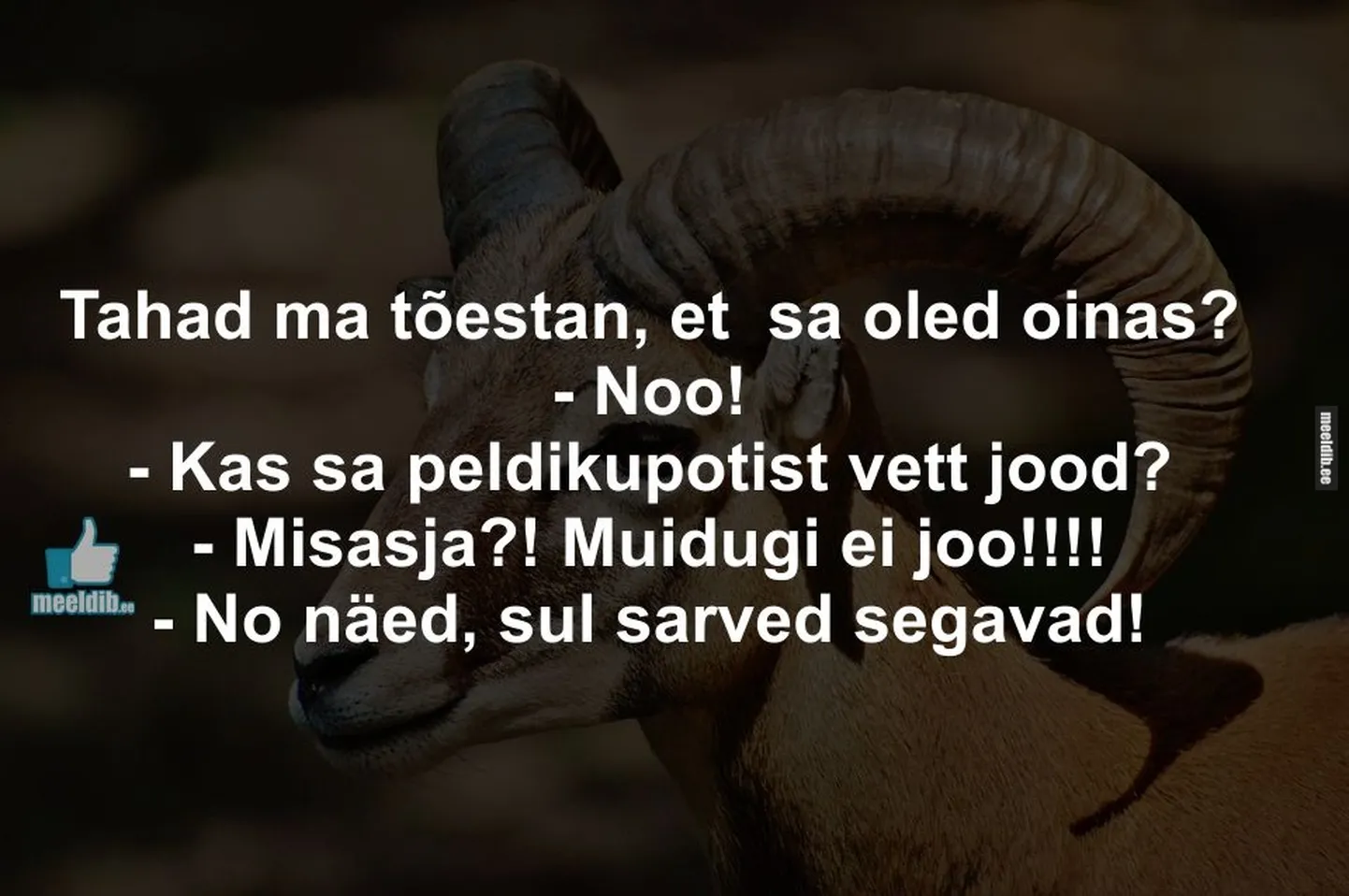 Artikli foto