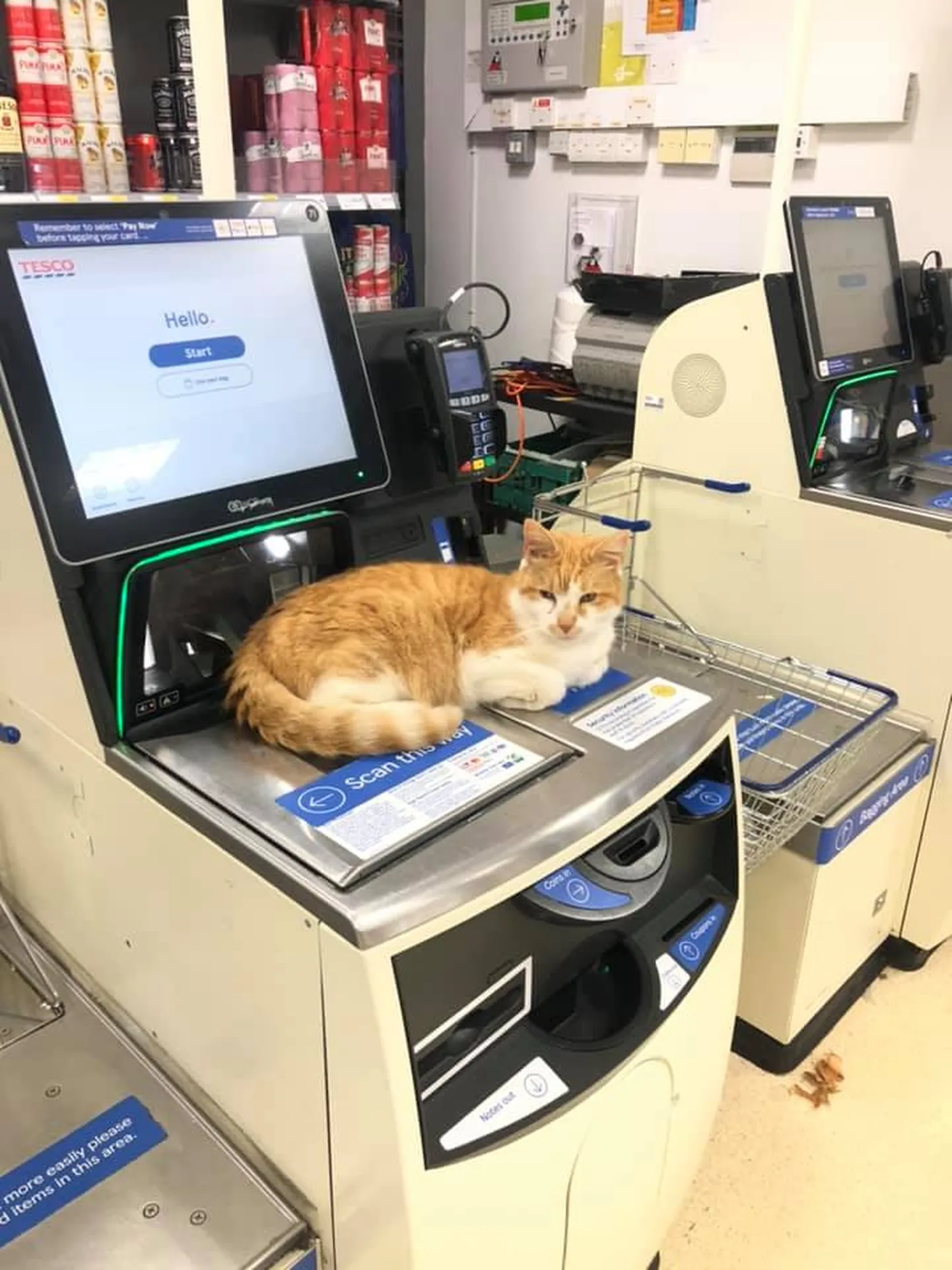 Kass Pumpkin külastas keelust hoolimata taas Tesco toidupoodi