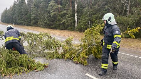 В Эстонии бушует непогода ⟩ Тысячи домов остались без электричества, на дороги падают деревья