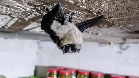 PILDID ⟩ Enim nahkhiiri vaadeldi Pärnumaal
