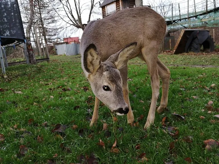 Peagi kolib metskits Elistvere loomaparki.