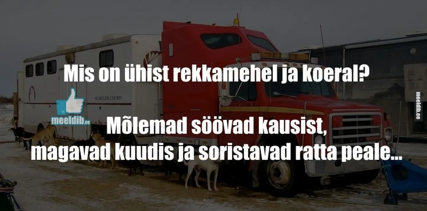 Artikli foto