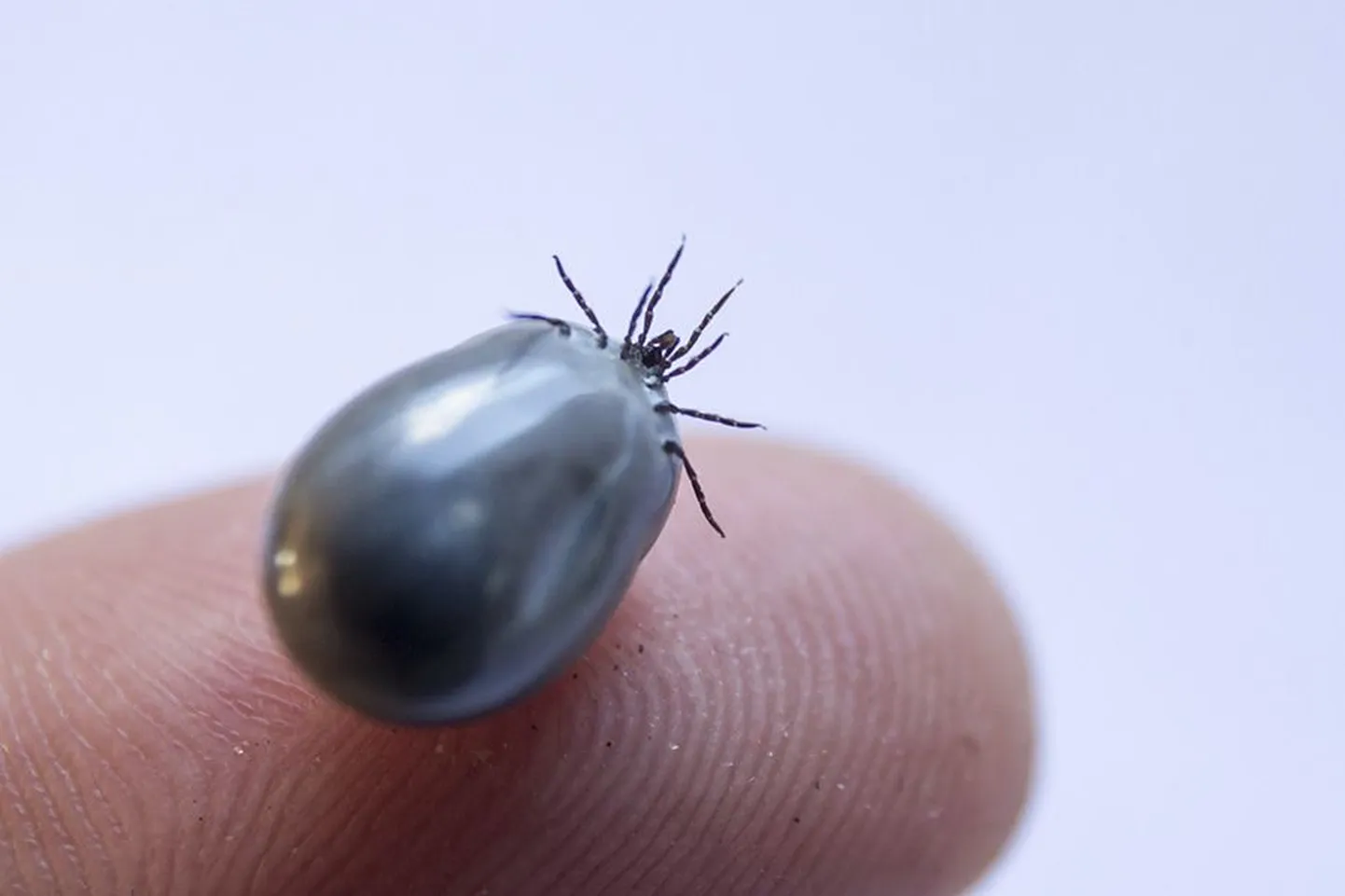 Puukentsefaliidi vastu saab vaktsineerida, borrelioosi vastu mitte.