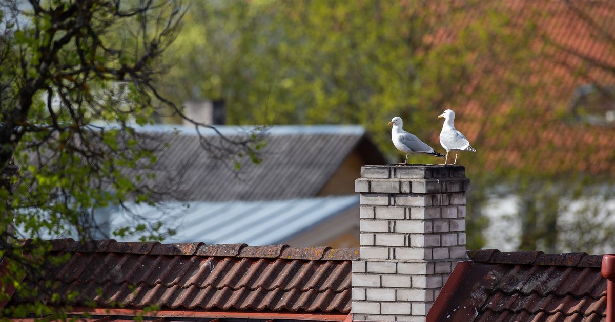 Küttehooaeg läheneb: kes ja kui tihti peab korstent puhastama?