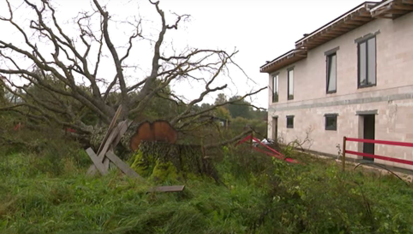 В Марупе около стройки срубили вековой дуб. Теперь придется снести уже готовый дом