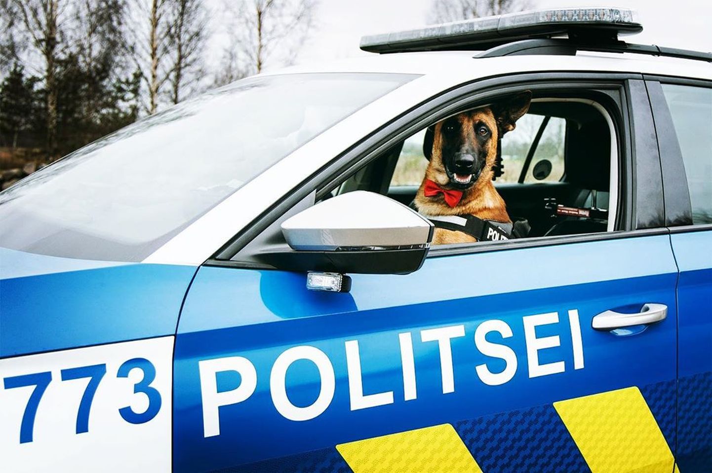 Полицейская собака Карма.
