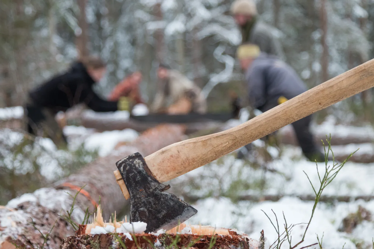 Traditsiooniliste meetoditega metsaraie Viljandimaal