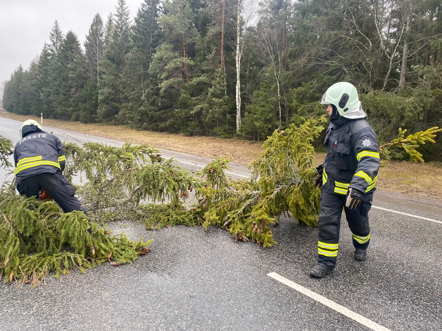 Tormiga maha kukkunud kuusk Pärnu-Rakvere maanteel Roosna-Alliku kandis.