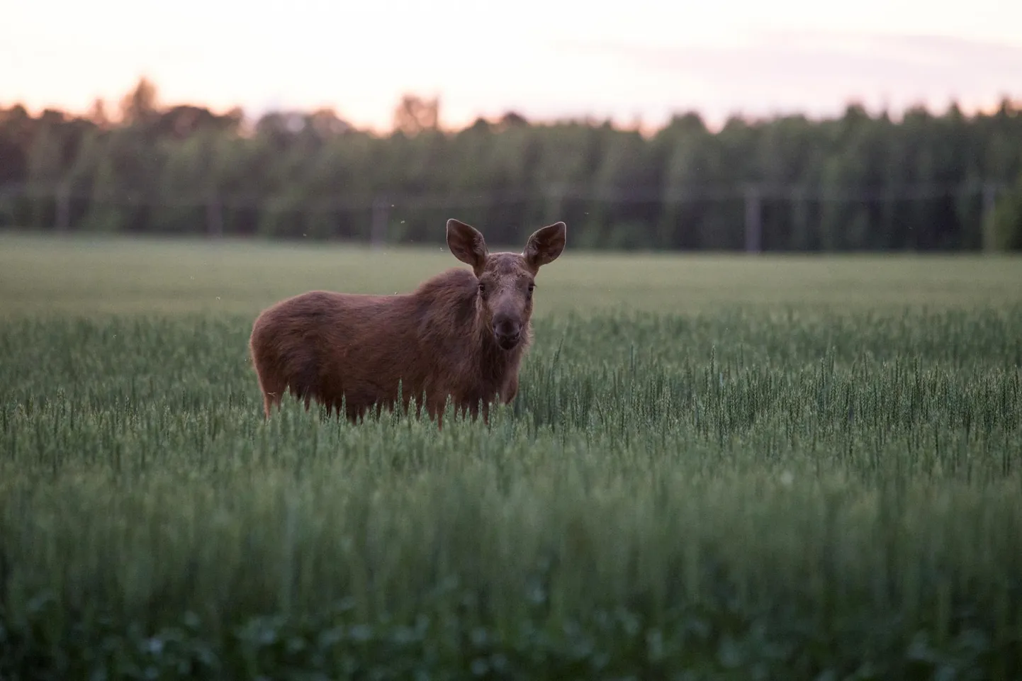 Ülemöödunud aasta juulis pildistatud põdravasikas keset viljapõldu.