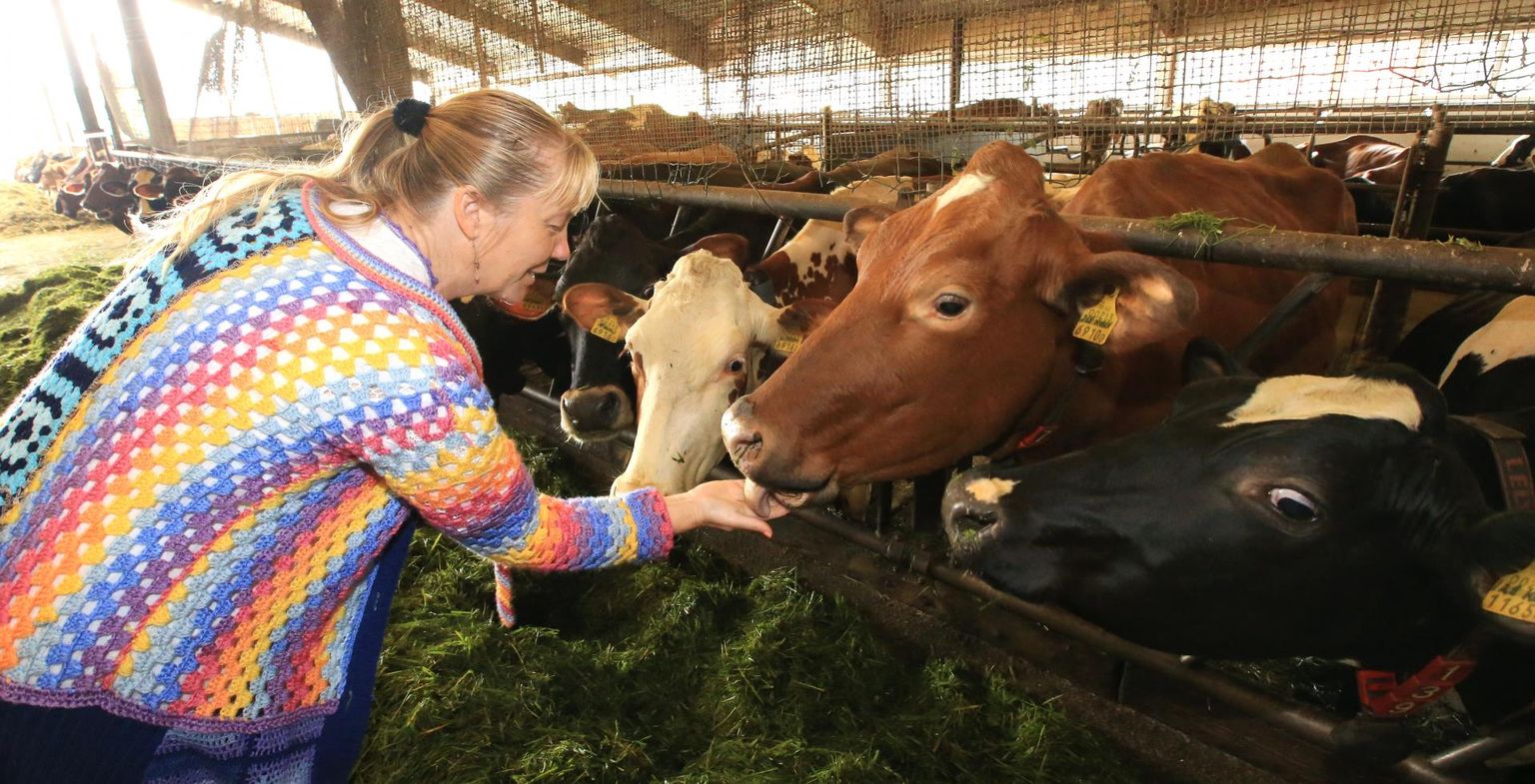 Andre farmi perenaine Erika Pääbus käib iga päev laudas lehmadega juttu ajamas.